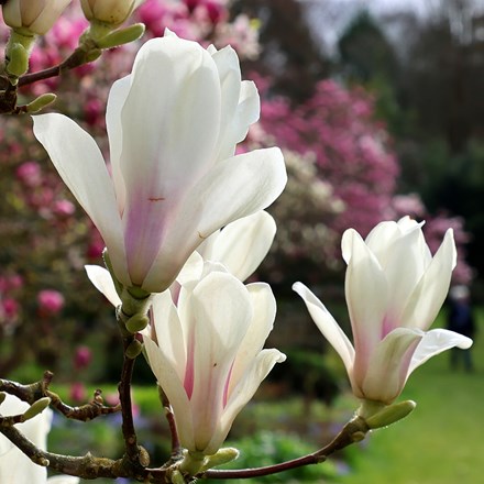 <i>Magnolia</i> × <i>soulangeana</i> 'Alba Superba'