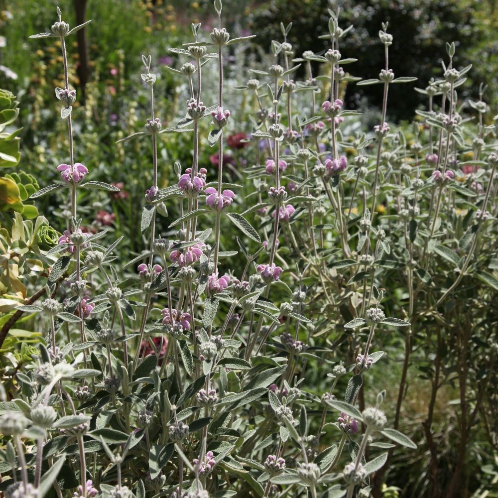 <i>Phlomis italica</i> 
