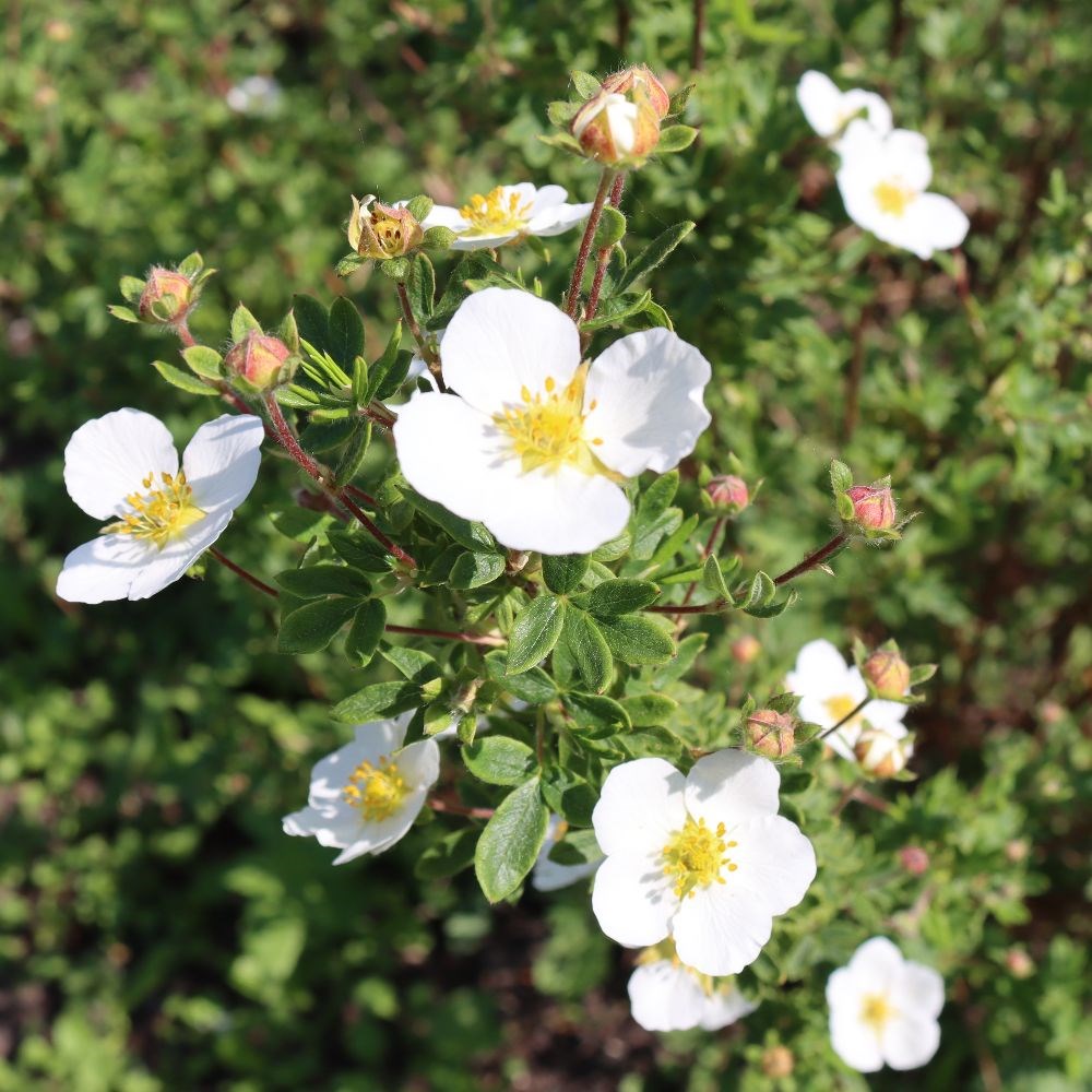 <i>Potentilla fruticosa</i> <b class=small-caps>Abbotswood</b>