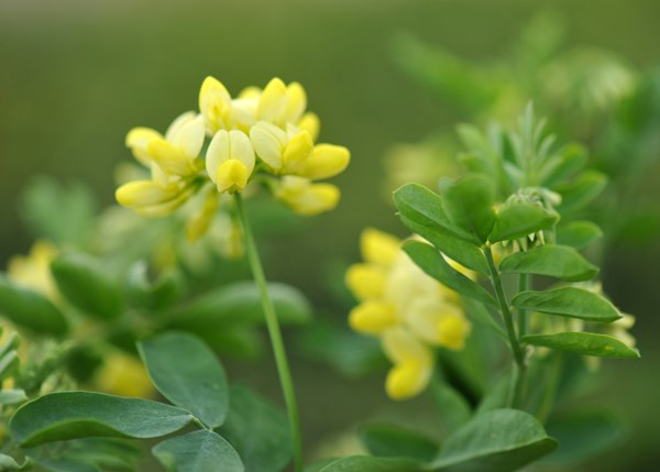 <i>Coronilla valentina</i> subsp. <i>glauca</i> 'Citrina'