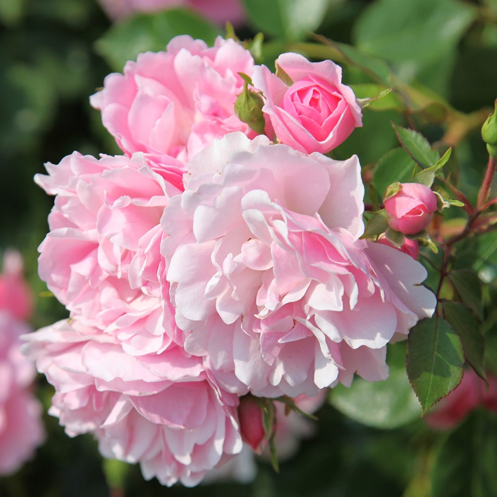 <i>Rosa</i> <b class=small-caps>Bonica</b> ('Meidomonac') (PBR) | Shrub Rose