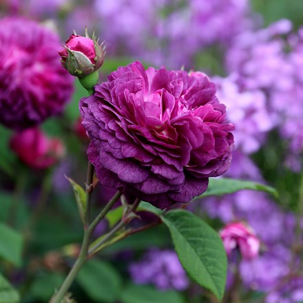 Rosa Cardinal de Richelieu | Gallica Bush Rose