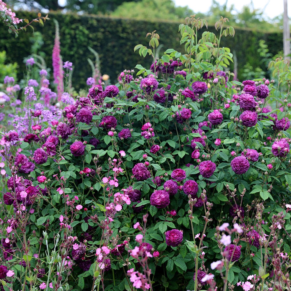 Rosa Cardinal de Richelieu | Gallica Bush Rose