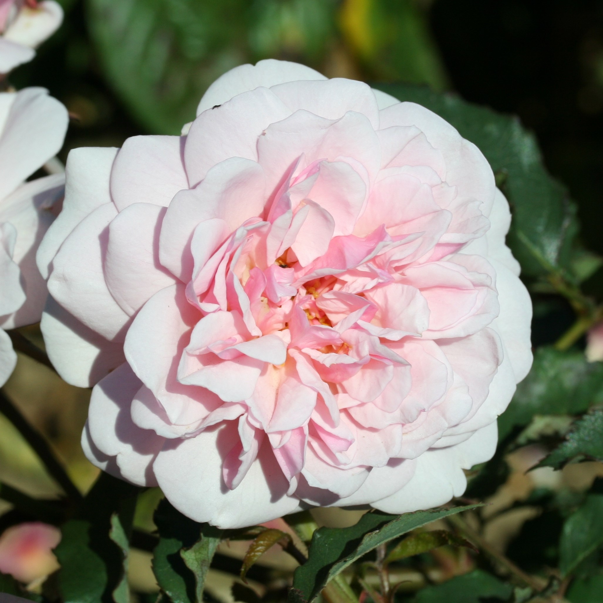Rosa Felicia | Hybrid Musk Rose
