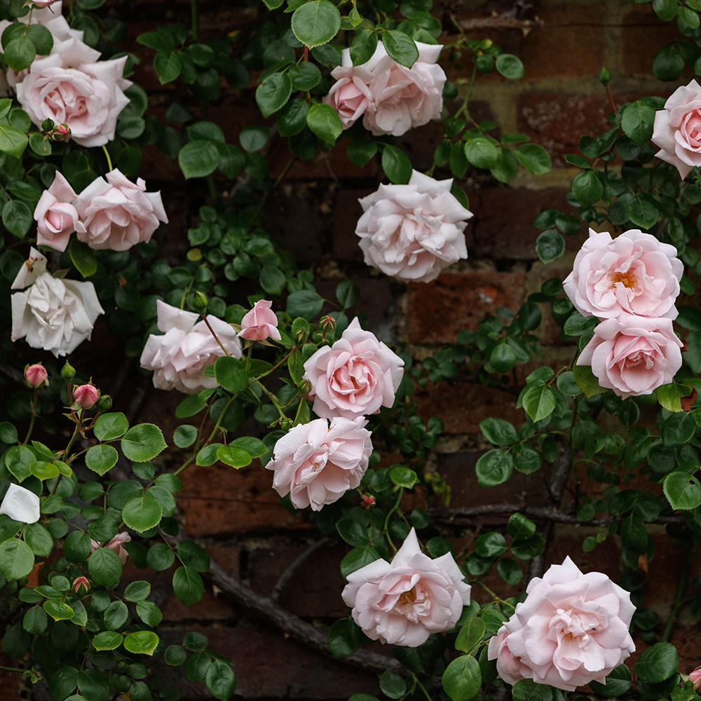 Rosa New Dawn | Climbing Rose