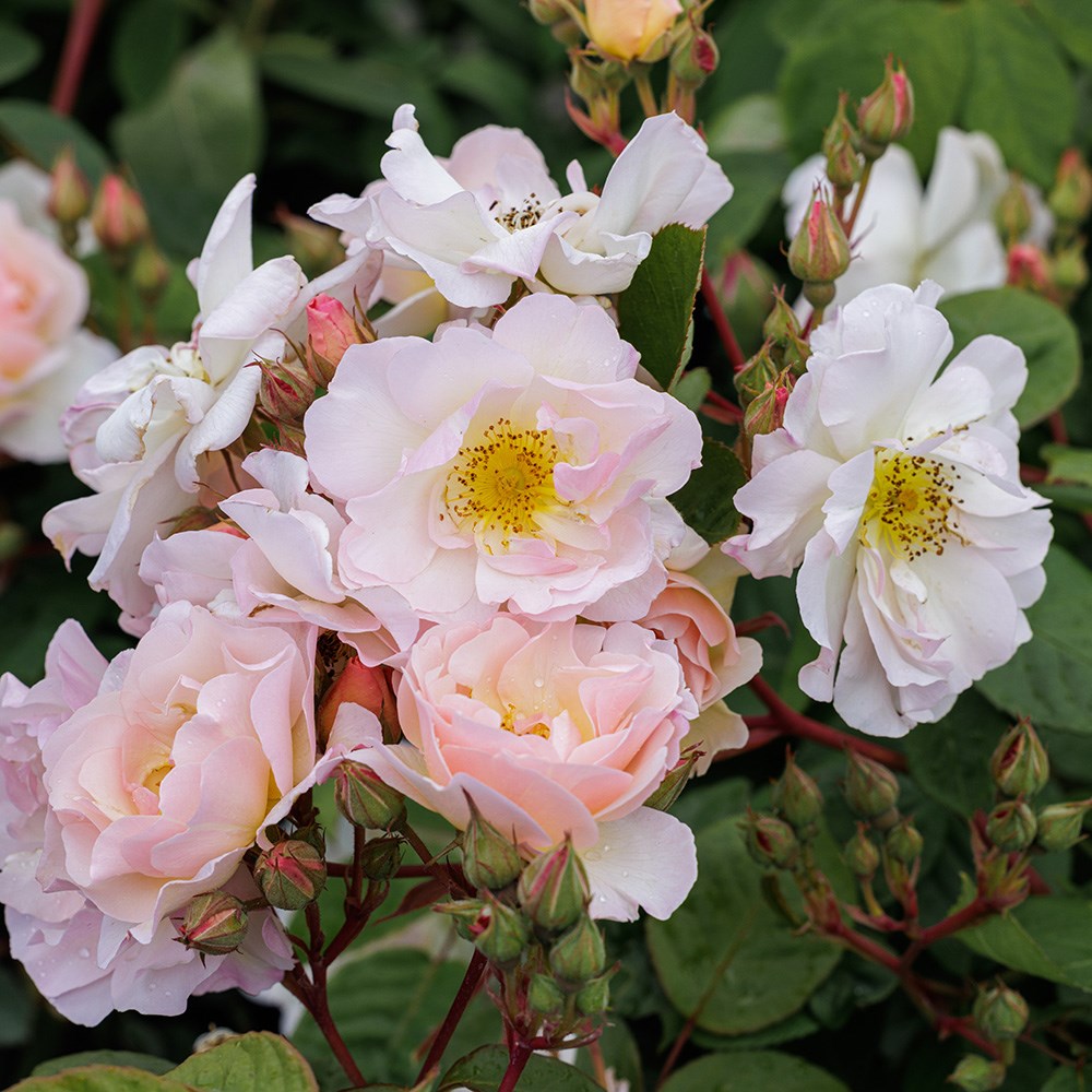 Rosa Penelope | Hybrid Musk Bush Rose