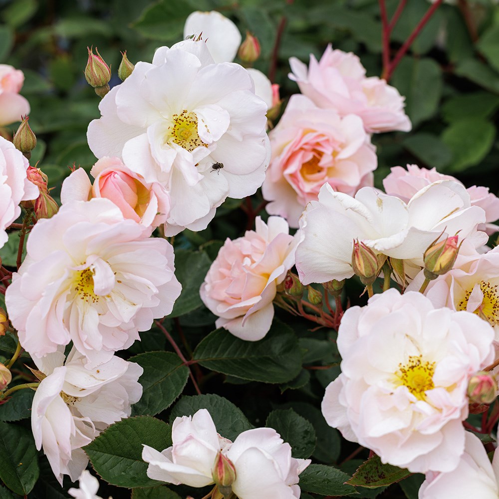 Rosa Penelope | Hybrid Musk Bush Rose