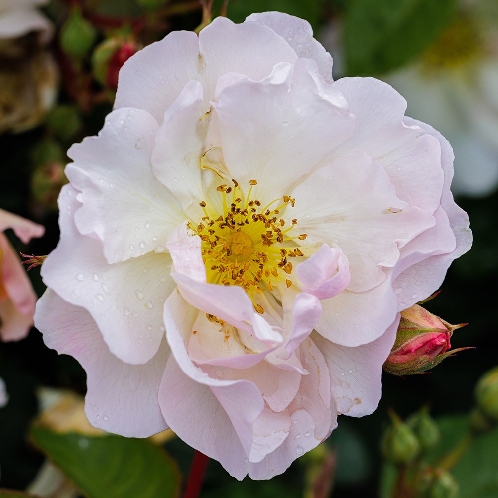 Rosa Penelope | Hybrid Musk Bush Rose