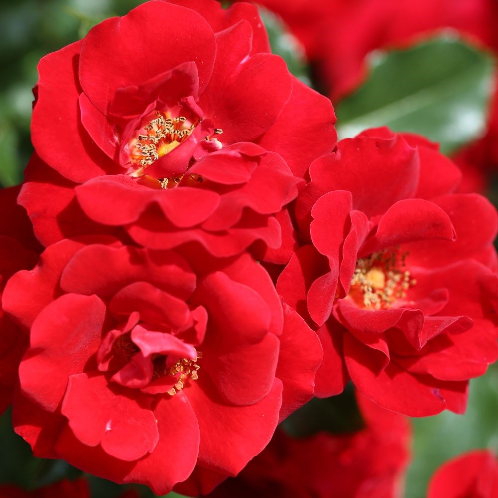 <i>Rosa</i> <b class=small-caps>Ruby Anniversary</b> ('Harbonny') (PBR) | Patio Rose