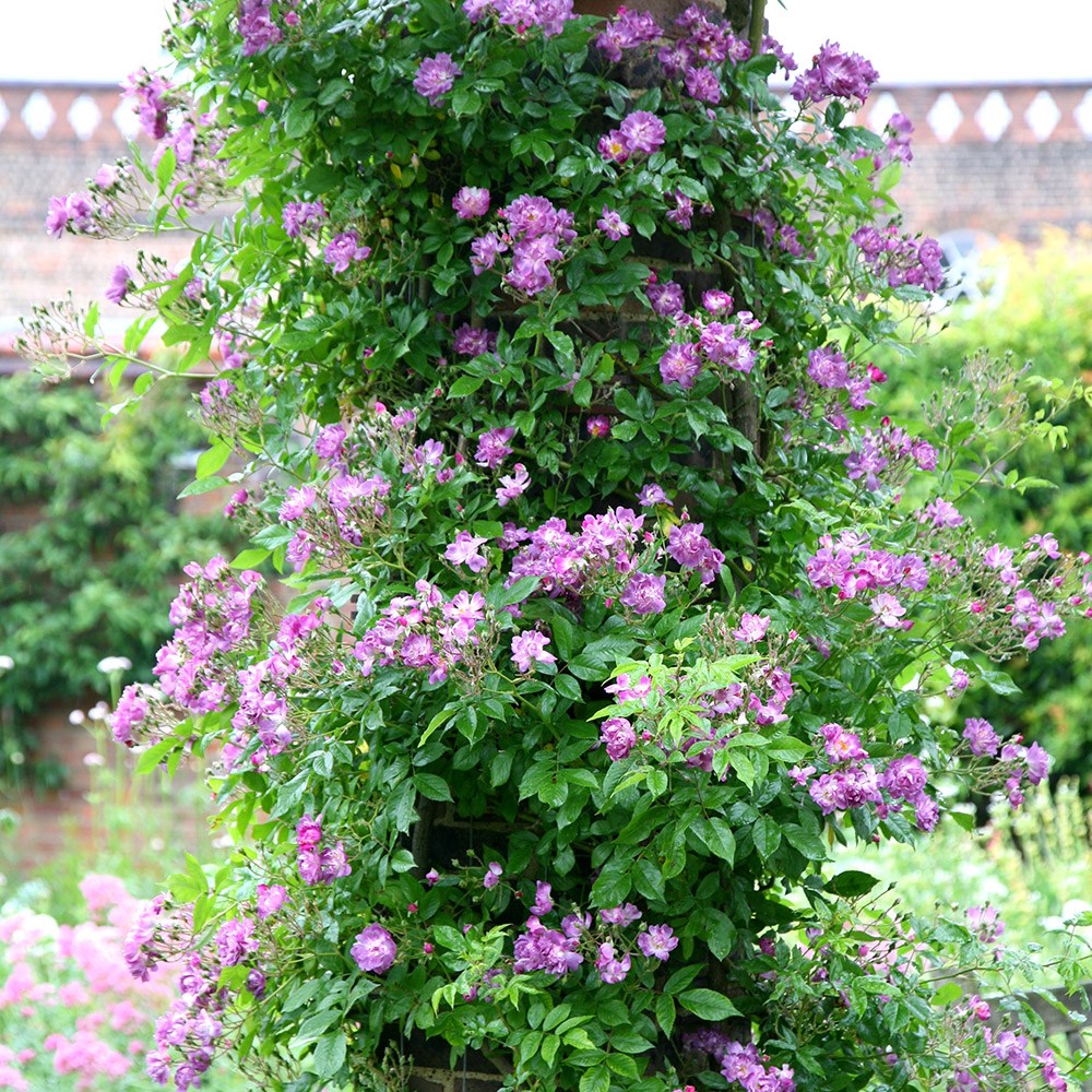 Rosa Veilchenblau | Rambling Rose