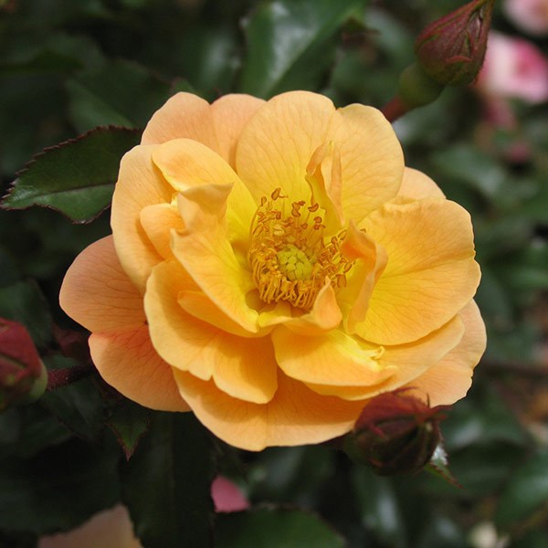 <i>Rosa</i> <b class=small-caps>Flower Carpet Amber</b> ('Noa97400a') (PBR) | Ground Cover Rose