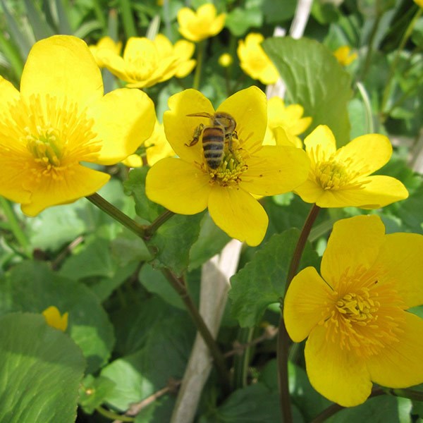 <i>Caltha palustris</i> 
