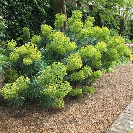 <I>Euphorbia characias</I> subsp. <i>wulfenii</I>