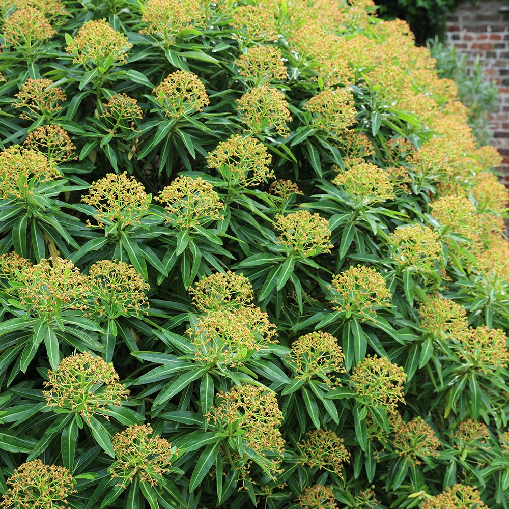 <i>Euphorbia mellifera</i> 