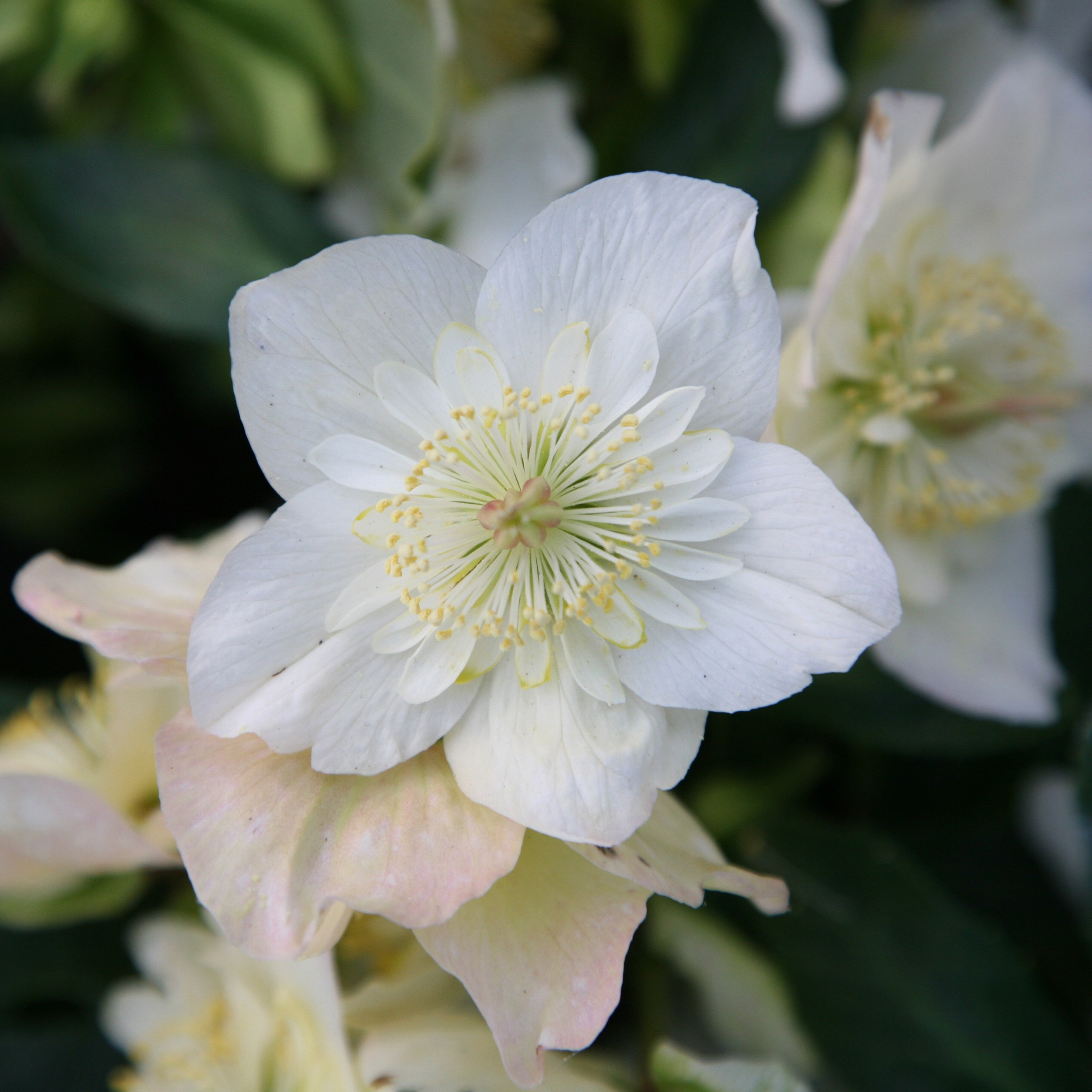 <i>Helleborus niger</i> Harvington hybrids double-flowered