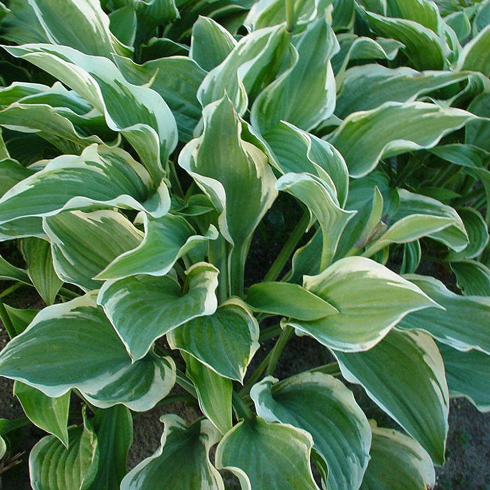 <i>Hosta</i> 'Regal Splendor'