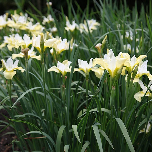 <i>Iris</i> 'Butter and Sugar'