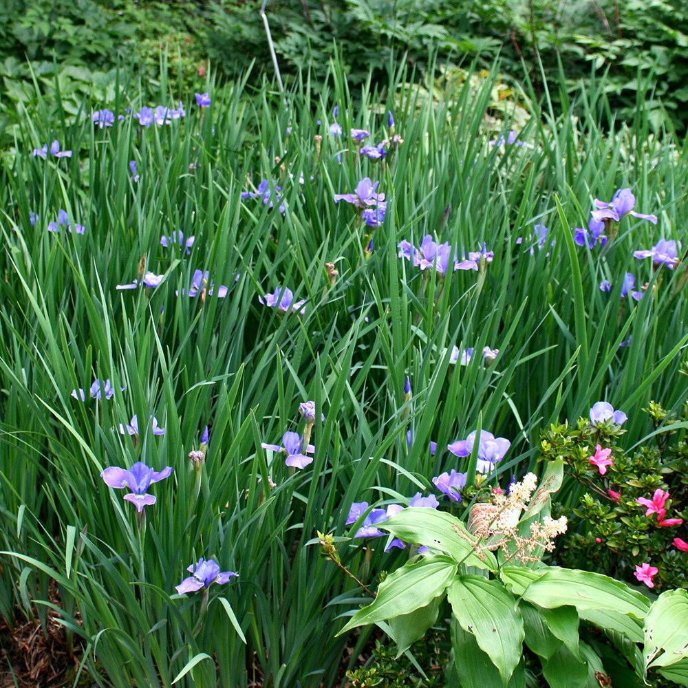 <i>Iris</i> 'Silver Edge'