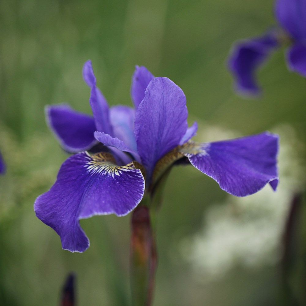 <i>Iris</i> 'Silver Edge'