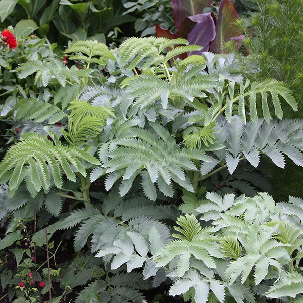 <i>Melianthus major</i> 