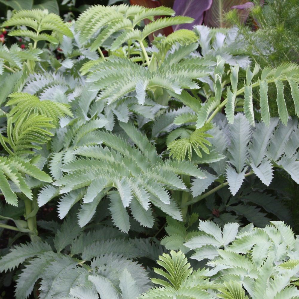 <i>Melianthus major</i> 