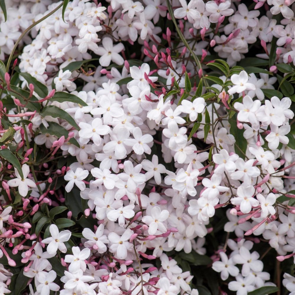 <i>Jasminum polyanthum</i> 