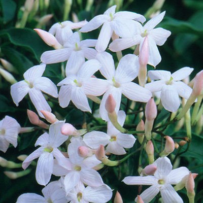 <i>Jasminum polyanthum</i> 