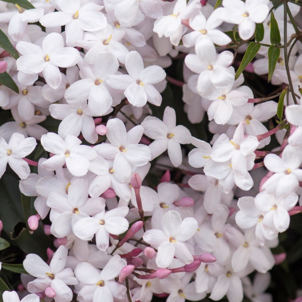 <i>Jasminum polyanthum</i> 