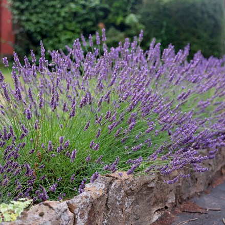 <i>Lavandula</i> × <i>intermedia</i> 'Grosso'