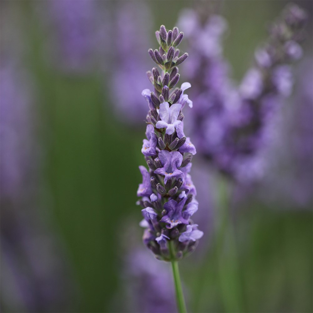 <i>Lavandula</i> × <i>intermedia</i> 'Grosso'