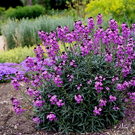 <i>Erysimum</i> 'Bowles's Mauve'