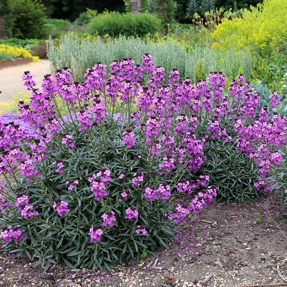 <i>Erysimum</i> 'Bowles's Mauve'