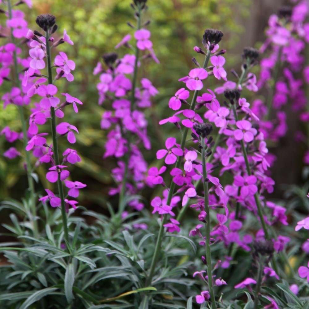 <i>Erysimum</i> 'Bowles's Mauve'