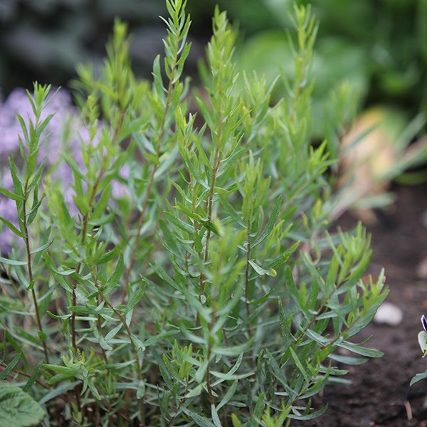 tarragon 'French'