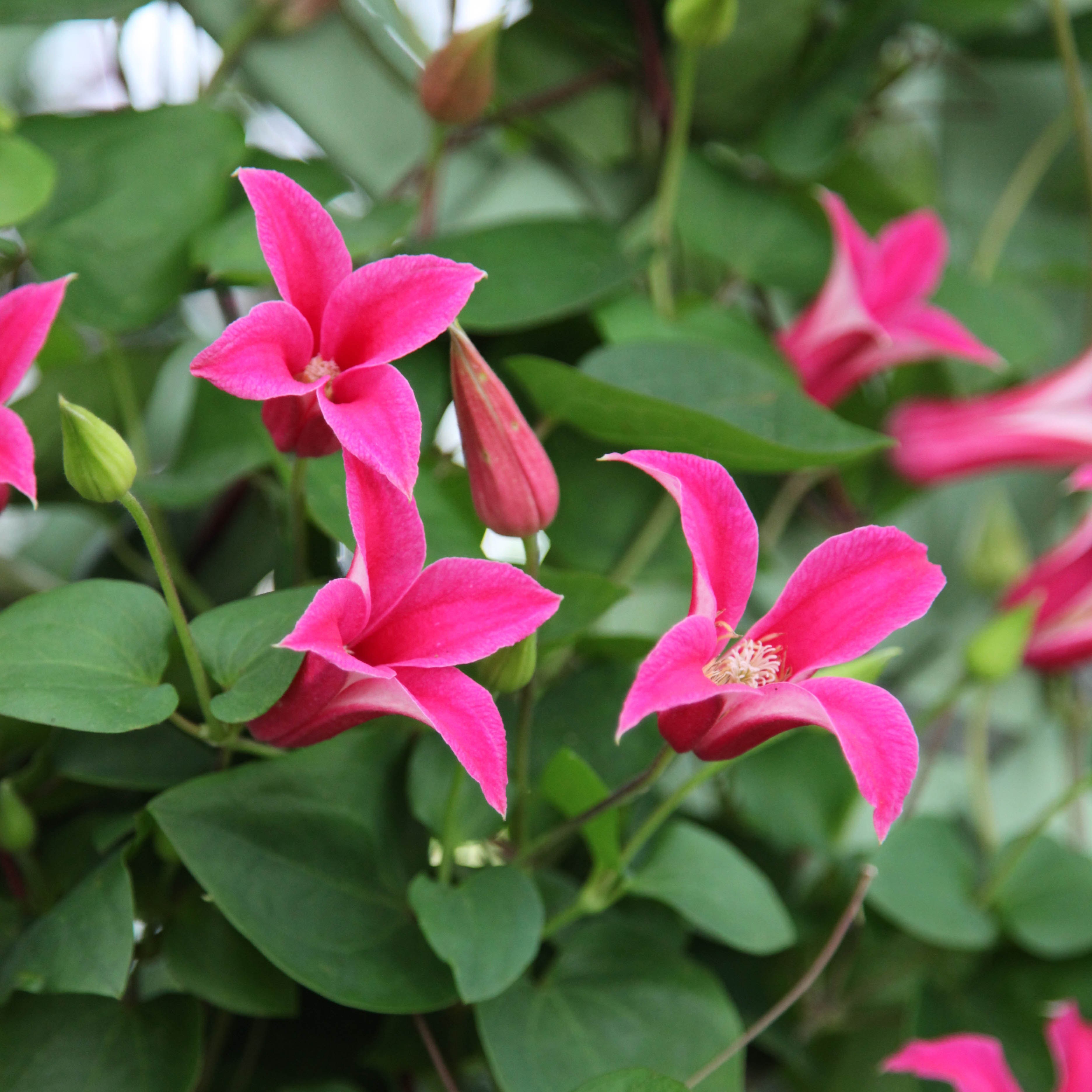 <i>Clematis</i> 'Princess Diana'