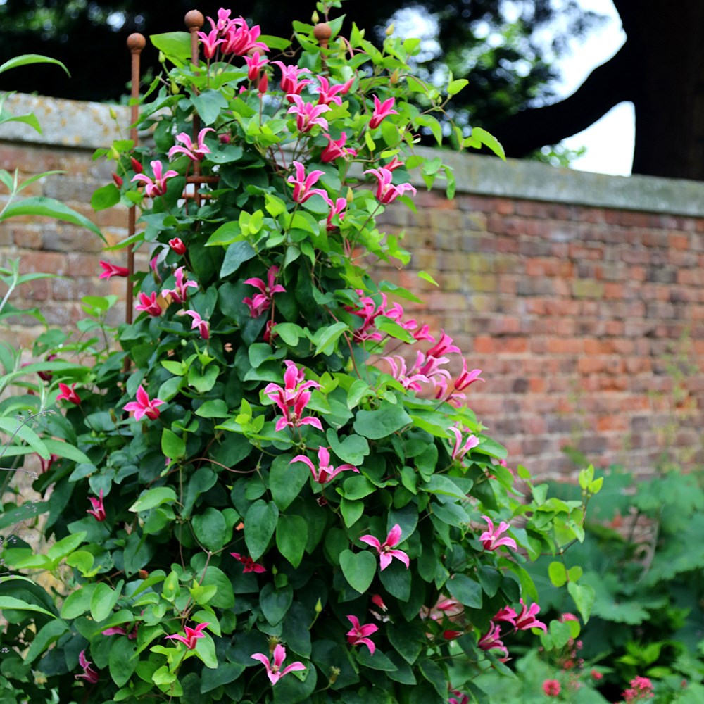 <i>Clematis</i> 'Princess Diana'