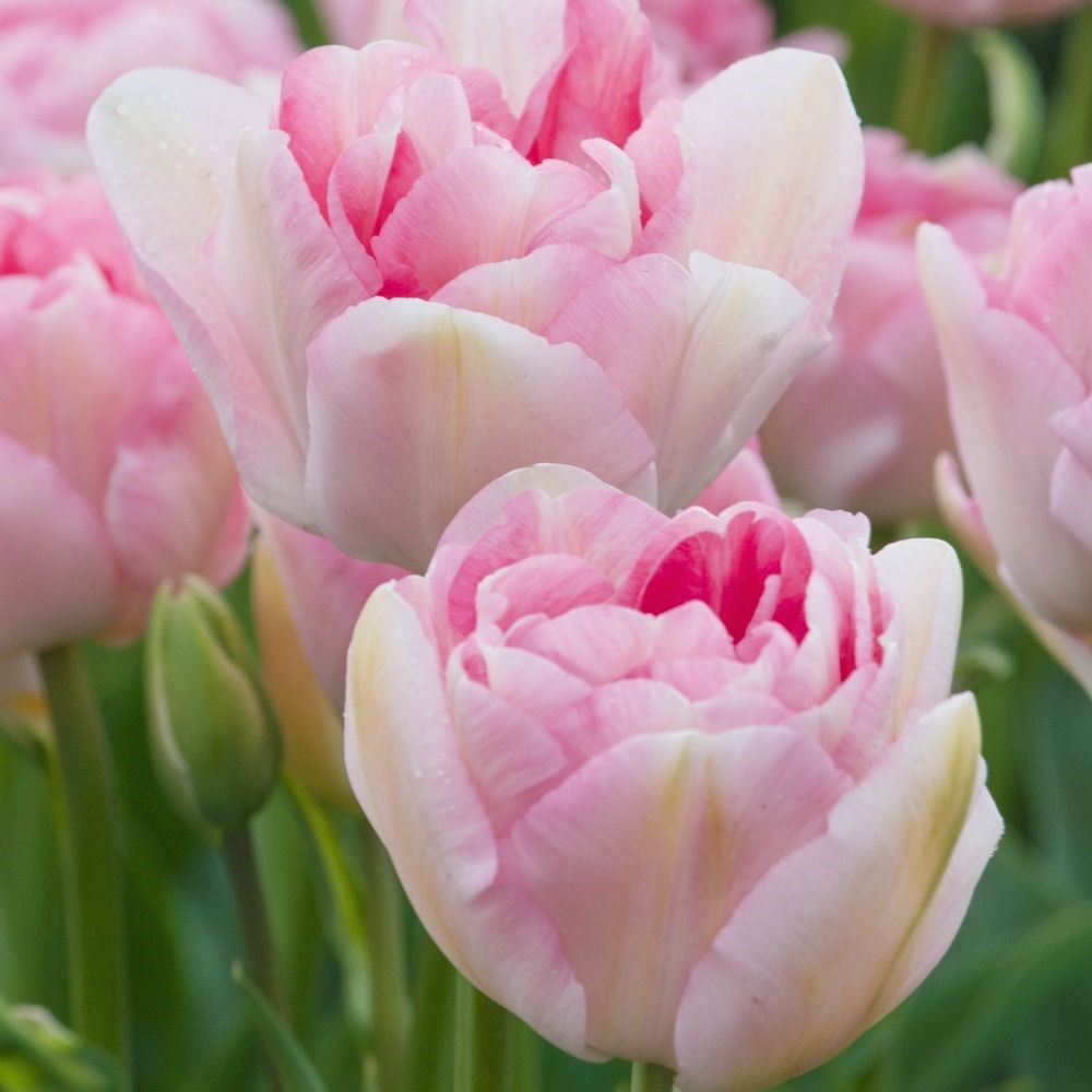 <i>Tulipa</i> 'Angélique'