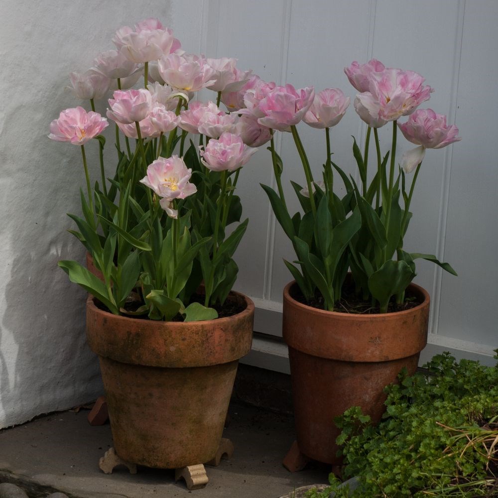 <i>Tulipa</i> 'Angélique'