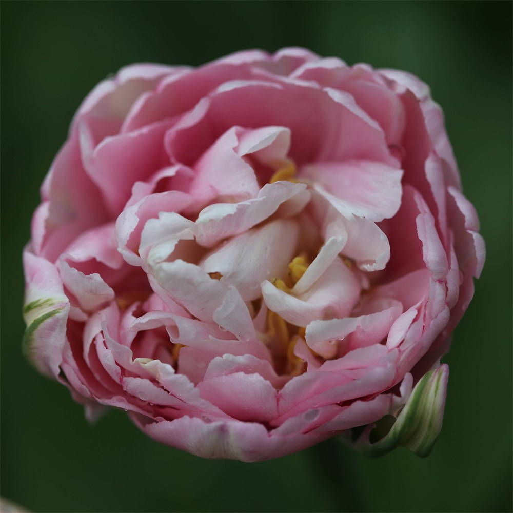 <i>Tulipa</i> 'Angélique'