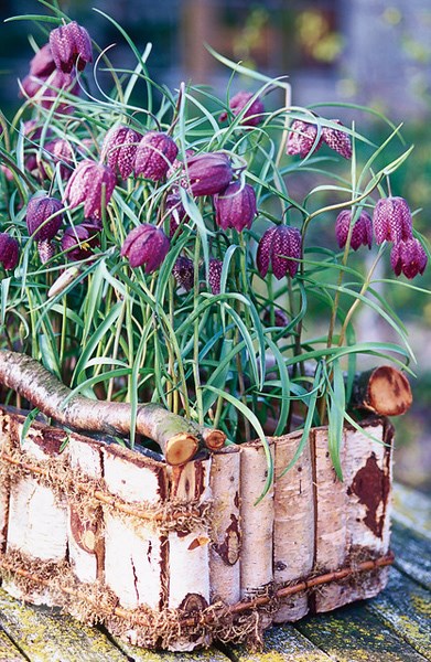 <i>Fritillaria meleagris</i> 