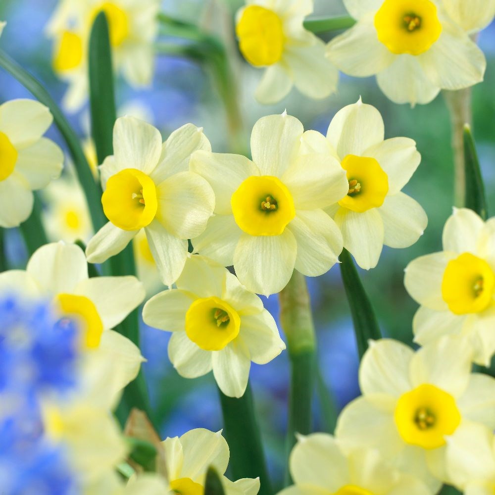 <i>Narcissus</i> 'Minnow'