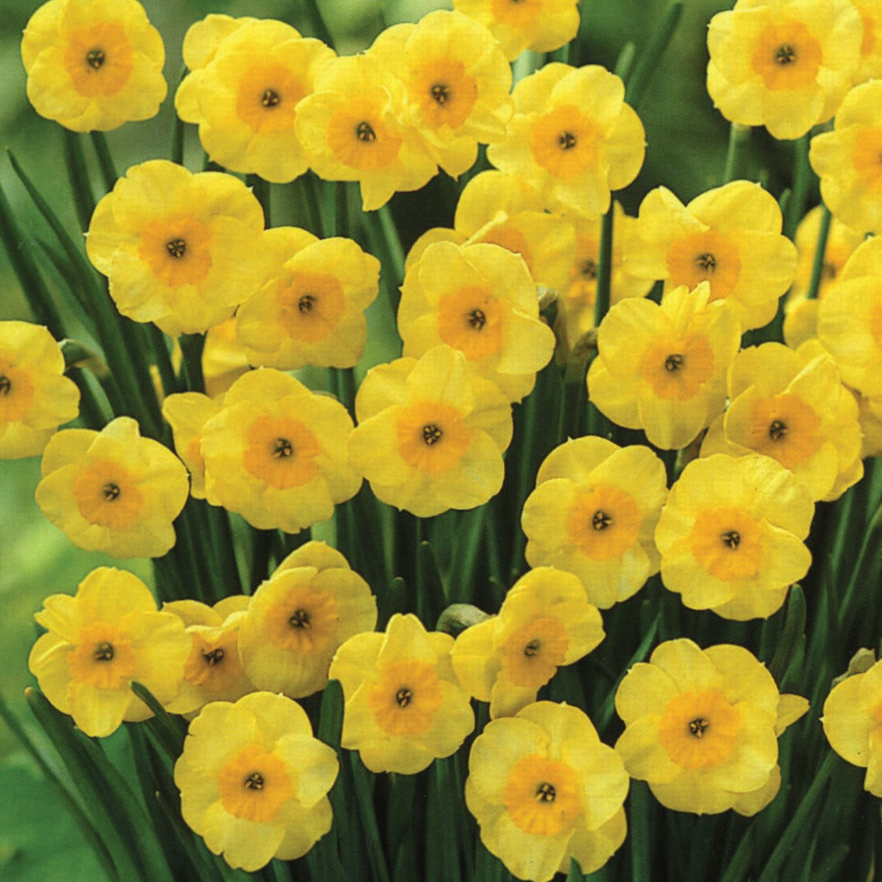 <i>Narcissus</i> 'Sun Disc'