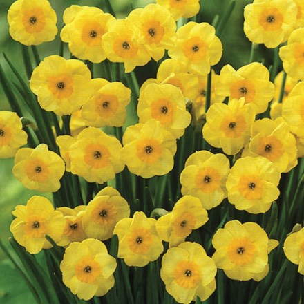 Narcissus Sun Disc