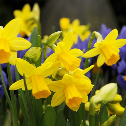 Narcissus Tête-à-Tête
