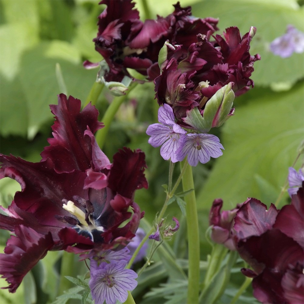 <i>Tulipa</i> 'Black Parrot'