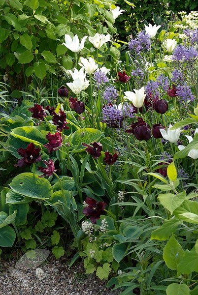 <i>Tulipa</i> 'Black Parrot'