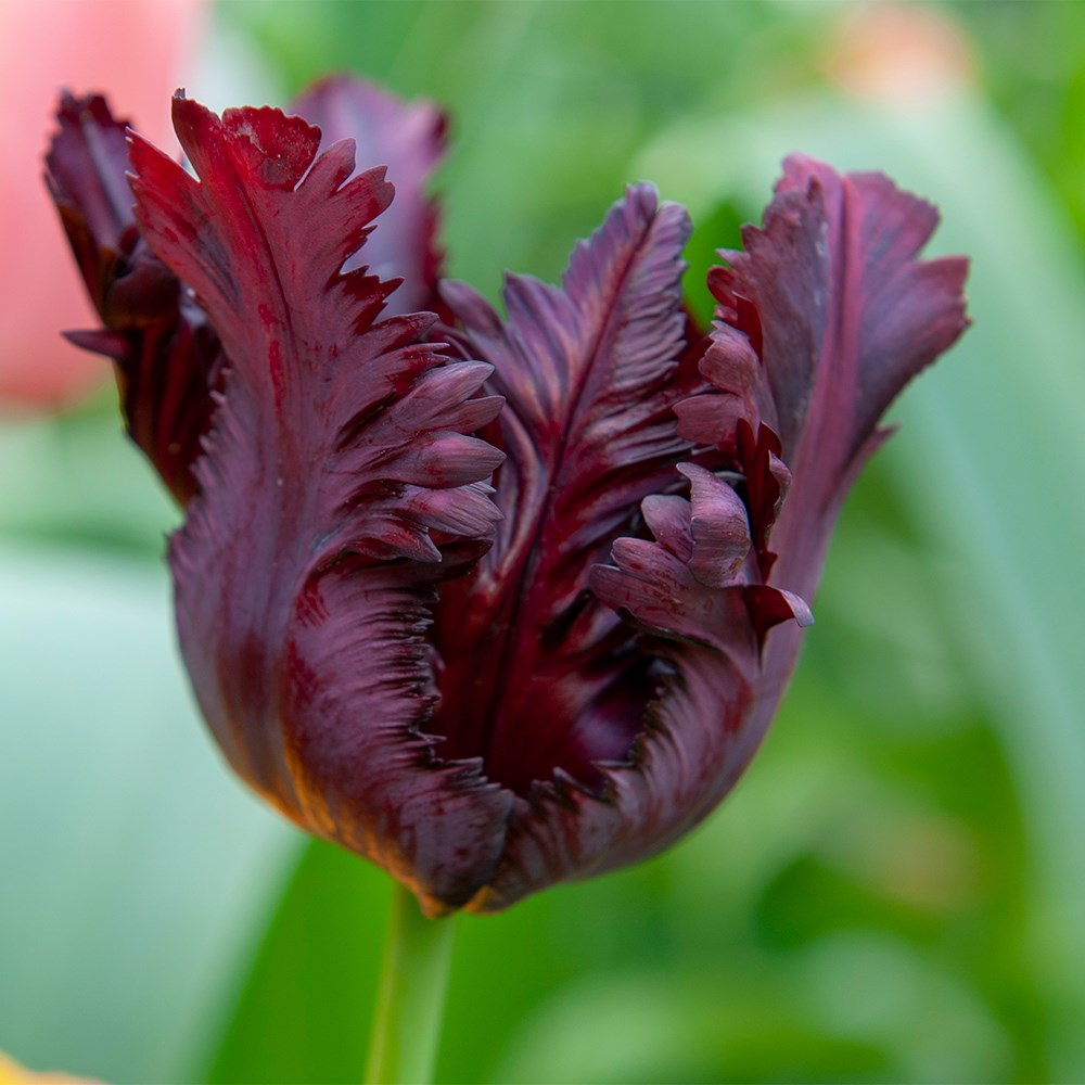 <i>Tulipa</i> 'Black Parrot'