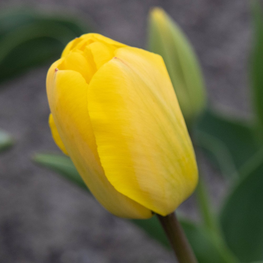 <i>Tulipa</i> 'Golden Apeldoorn'