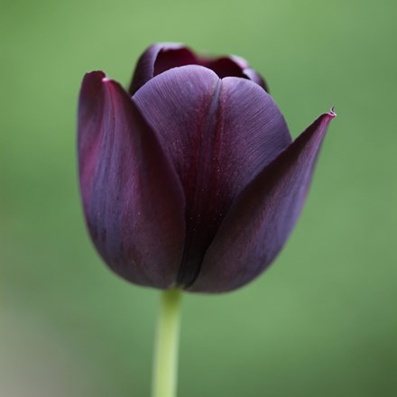 Tulipa Queen of Night