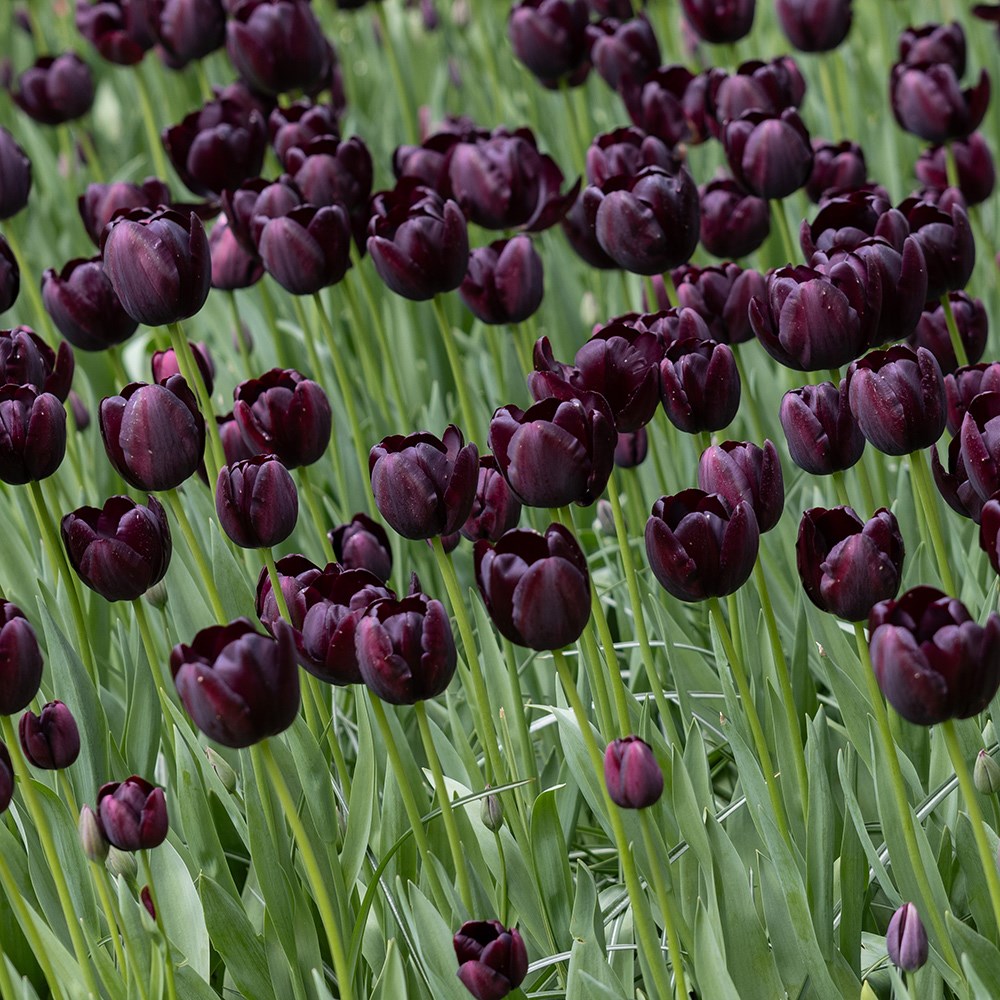 <i>Tulipa</i> 'Queen of Night'